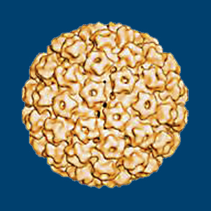 lidský papilomavirus